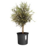 june tulip 58cm schwarz